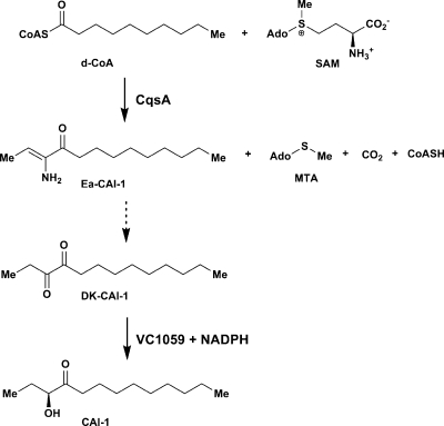 Scheme 2