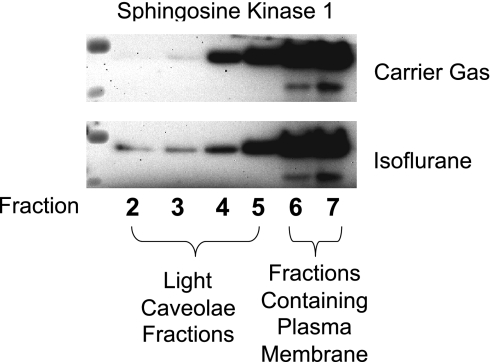 Fig. 10.