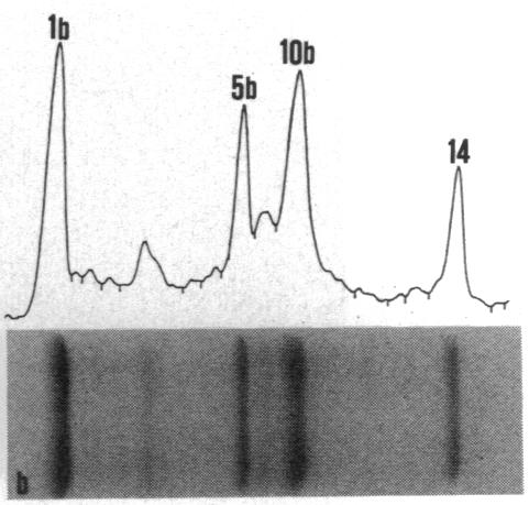 graphic file with name pnas01077-0127-a.jpg