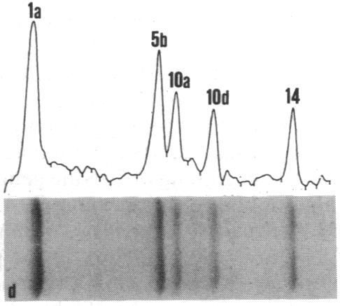 graphic file with name pnas01077-0127-c.jpg