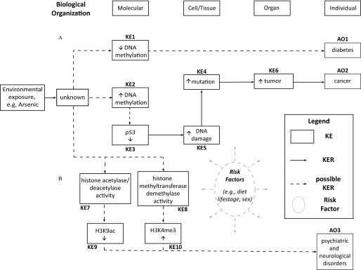 Flow chart indicating adverse outcome pathway.