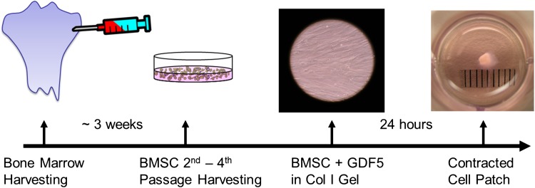 Fig. 1