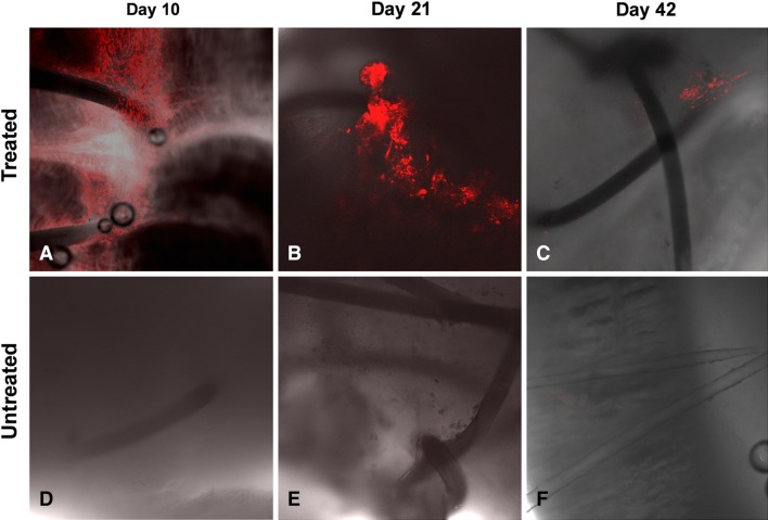 Fig. 7