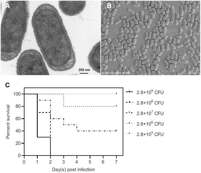 Figure 2