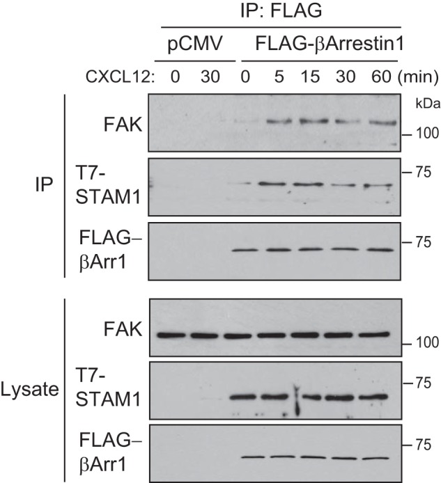 FIGURE 9.