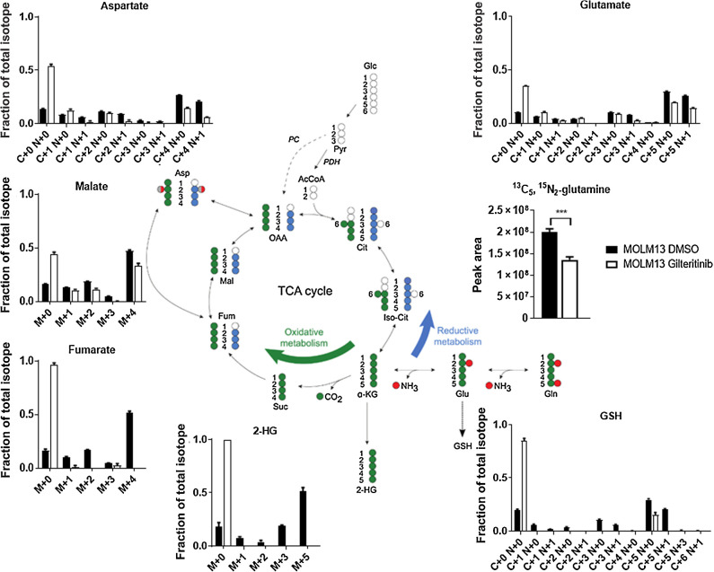 Figure 3. Gilteritinib decreases oxidative metabolism in FLT3-ITD+ AML cells. Fractions of total isotopes for key metabolites from metabolic flux analysis of MOLM13 cells treated with 100 nmol/L gilteritinib for 24 hours. P values are from two-tailed, unpaired t tests. ***, P < 0.001.