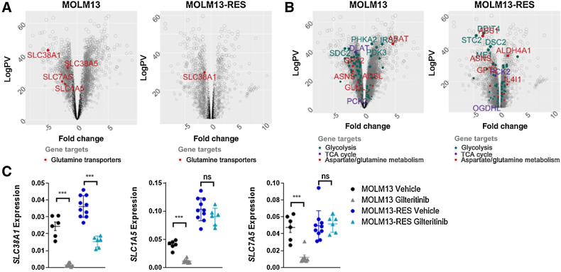 Figure 1. Gilteritinib downregulates glutamine transporters and glutamine metabolic pathway genes in vivo. Expression of glutamine transporters (A) and genes involved in glycolysis (B), TCA cycle, and aspartate/glutamine metabolism in MOLM13 and MOLM13-RES xenograft models treated with vehicle or gilteritinib, 30 mg/kg once daily for 5 days per week (n = 8–10 mice per treatment cohort). AML cells were isolated from bone marrow at study endpoint and analyzed by RNA-seq. C, Expression of glutamine transporters by RT-PCR in cells obtained from the MOLM13 and MOLM13-RES xenograft models to validate the RNA-seq data. P values are from two-tailed, unpaired t tests. **, P < 0.01; ***, P < 0.001. ns, not significant.