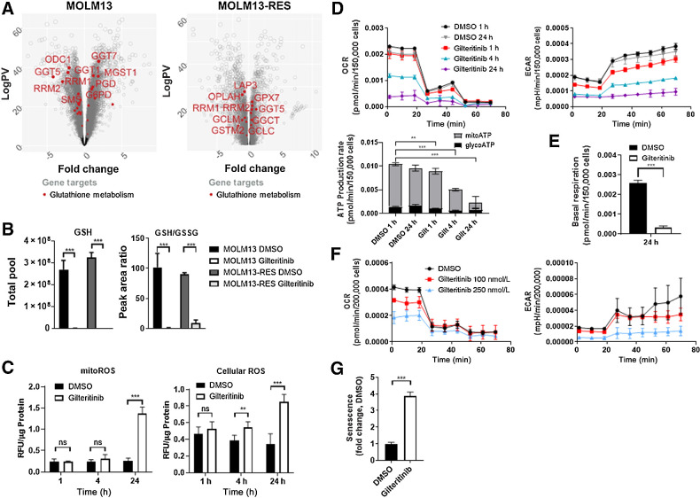 Figure 5. Gilteritinib decreases glutathione metabolism and reduces metabolic production rate. A, Expression of genes involved in glutathione metabolism in MOLM13 and MOLM13-RES xenograft models treated with vehicle or gilteritinib, 30 mg/kg once daily for 5 days per week. AML cells were isolated from bone marrow at study endpoint (n = 8–10 mice per treatment cohort) and analyzed by RNA-seq. B, Total pool (GSH) and peak area ratio of glutathione to oxidized glutathione (GSH/GSSG) in MOLM13 and MOLM13-RES cells treated with 100 nmol/L gilteritinib for 24 hours. C, Relative fluorescence normalized to protein of mitochondrial and cellular ROS levels in MOLM13 cells (n = 6–9). D, OCR and ECAR values in MOLM13 cells using the Seahorse XF ATP Production Rate Assay. ATP production rates were calculated using Seahorse Analytics. One representative experiment of two separate experiments (n = 4). E, Basal respiration calculated from OCR values in MOLM13 cells (Seahorse XF substrate oxidation assay) using Seahorse Analytics. One representative experiment of two separate experiments (n = 4). F, OCR and ECAR values in human primary FLT3-ITD+ AML cells (sample 1355 from Fig. 4E) using the Seahorse XF ATP Production Rate Assay. One representative experiment of two separate experiments (n = 4). G, CellEvent Senescence Green FLOW cytometry assay of MOLM13 cells treated with 100 nmol/L gilteritinib for 96 hours. P values are from two-tailed, unpaired t tests. *, P < 0.05; ***, P < 0.001. ns, not significant; RFU, relative fluorescence unit.