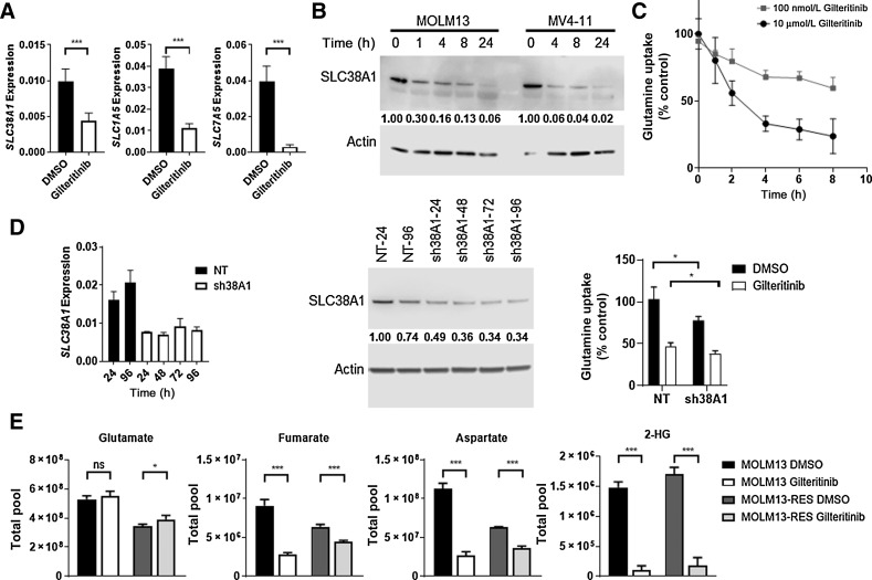 Figure 2. Gilteritinib decreases glutamine transporter expression, uptake, and utilization in FLT3-ITD+ AML cells in vitro. A, RT-PCR of glutamine transporters (SLC38A1, SLC1A5, and SLC7A5) in MOLM13 cells treated with 100 nmol/L gilteritinib for 8 hours (n = 9 replicates; error bars, SD). B, Immunoblot of SLC38A1 expression in MOLM13 and MV4–11 cells treated with 100 nmol/L gilteritinib at the indicated time points. Representative of 5 independent experiments. Immunoblot was captured on Li-Cor Odyssey Fc, quantitated by Image Studio Software, and normalized to 0-hour gilteritinib treatment. C, Glutamine uptake assay in MOLM13 cells treated with 100 nmol/L and 10 μmol/L gilteritinib for up to 8 hours followed by a 15-minute, 1 μmol/L 3H-L-glutamine uptake at the indicated time points (n = 6 replicates). Data were normalized to t = 0 and then DMSO treatment at each time point. D, RT-PCR and Western blot of SLC38A1 shRNA knockdown out to 96 hours (left and center), followed by a 15-minute, 1 μmol/L 3H-L-glutamine uptake assay at 96 hours (right). Cells were treated with 10 μmol/L gilteritinib for 8 hours (n = 4). Representative data of two experiments. E, Total pool of key metabolites from metabolomics analysis of MOLM13 and MOLM13-RES cells treated with 100 nmol/L gilteritinib for 24 hours (n = 4). P values are from two-tailed, unpaired t tests. *, P < 0.05; ***, P < 0.001. NT, nontargeting shRNA control; sh38A1, SLC38A1 shRNA.