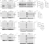 Figure 1—figure supplement 1.
