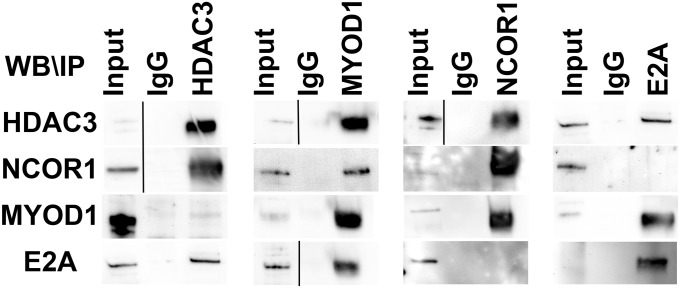 Fig. S6.