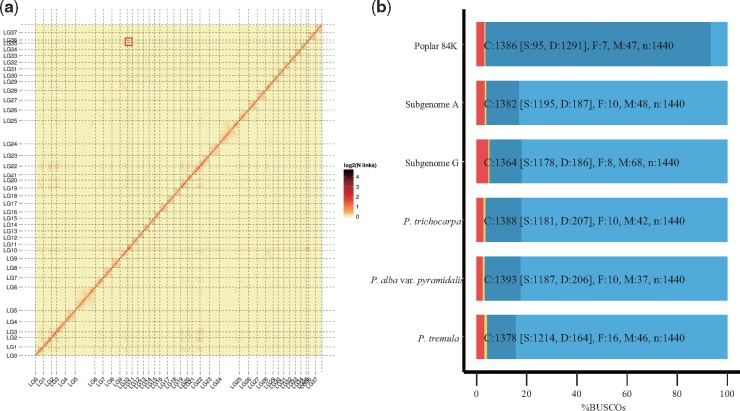 The genome of Populus alba x Populus tremula var. glandulosa clone 84K ...