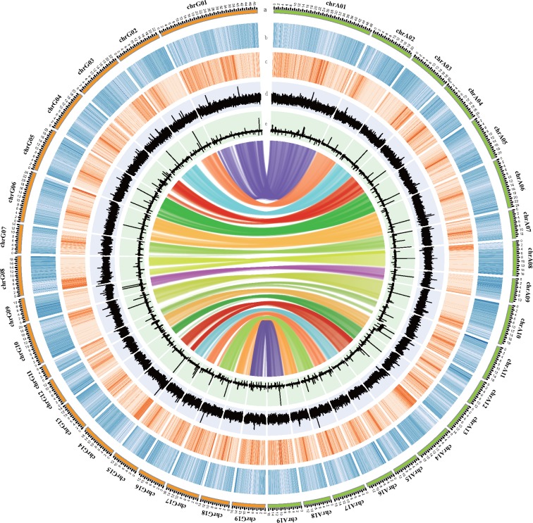 The genome of Populus alba x Populus tremula var. glandulosa clone 84K ...