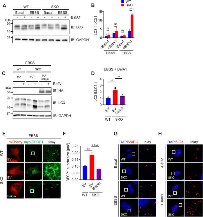 FIGURE 6: