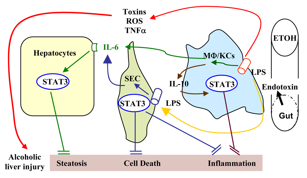 Fig. 6