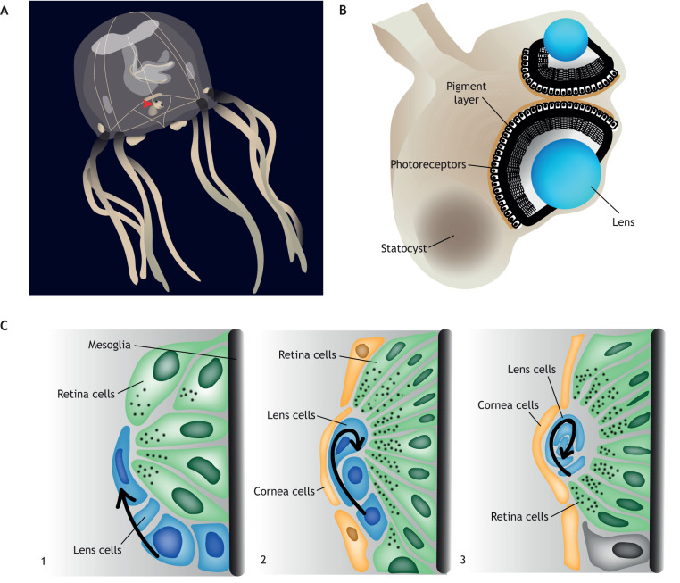 Fig. 8.