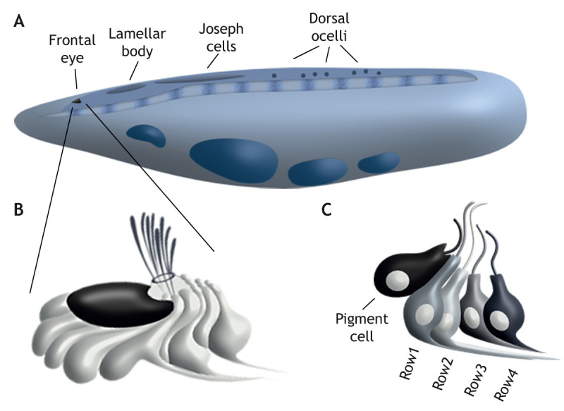 Fig. 5.