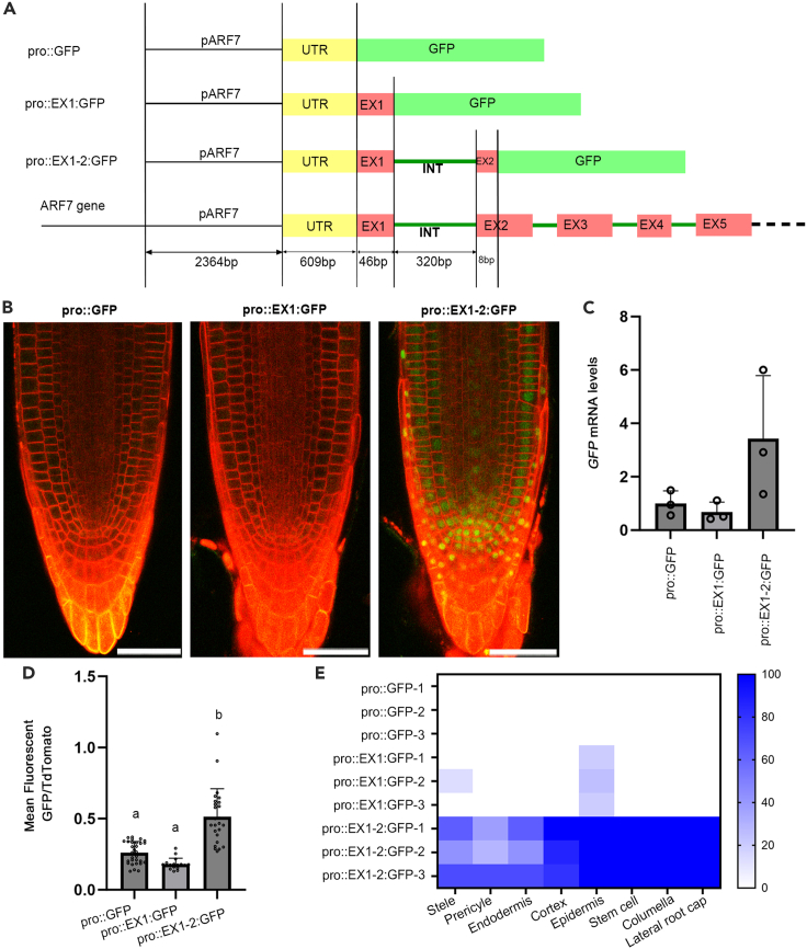 Figure 1