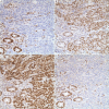 Figure 20