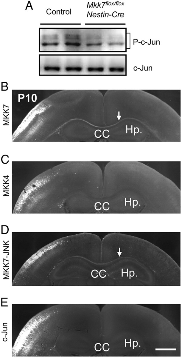 Figure 9.