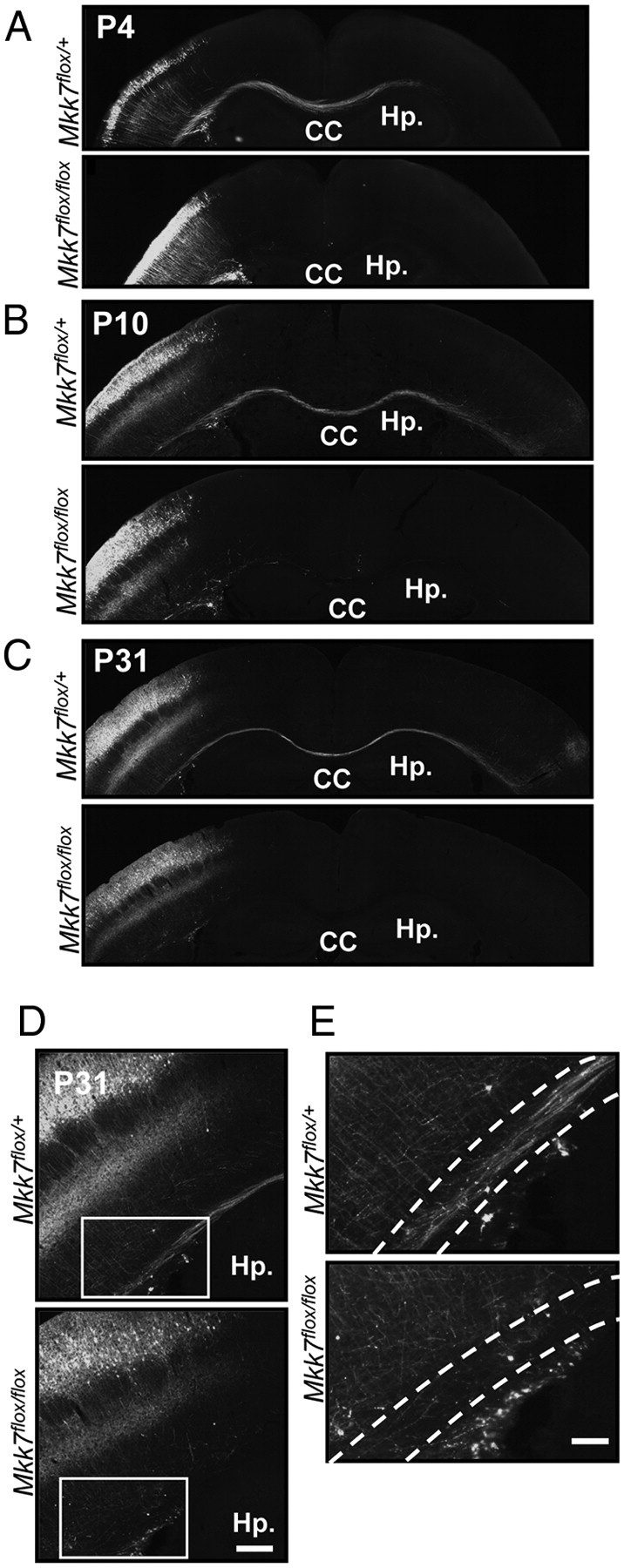 Figure 7.