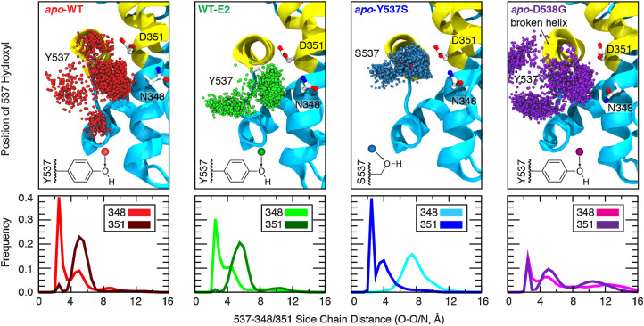 Figure 1. Effect of ligand binding and mutation on hydrogen-bonding contacts. The dynamics of hydrogen-bonding partners Y/S537 (H12) with N348 and D351 (H3) were evaluated from replicate 200-ns simulations of dimeric ERα complexes (1.2 μs aggregate sampling for each system). Top, the position of the Y/S537 side-chain oxygen is shown every 200 ps (3,000 spheres; only monomer A is shown for clarity). Bottom, the shortest distance between side-chain heteroatoms of Y/S537(O) and N348(O/N) or D351(O/O) were binned (width = 0.5 Å) to yield frequency histograms of each interaction.