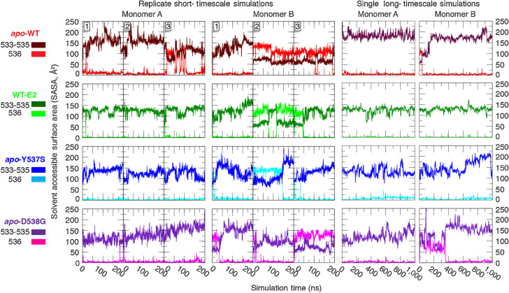 Figure 2. Solvent exposure of consecutive hydrophobic residues in the H11–12 loop. The solvent accessible surface area (SASA) was measured for residues 533–535 (Val, Val, Pro, dark coloring) and for 536 (Leu, light coloring), separately, in replicate 200-ns (left 2) and in single 1-μs (right 2) equilibrium simulations.