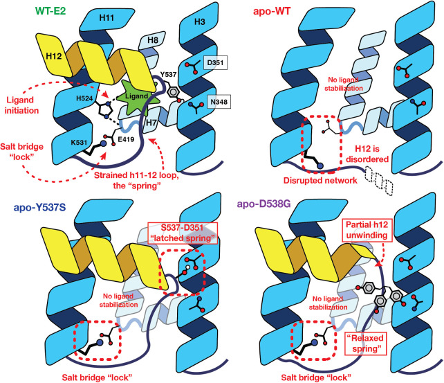 Figure 6. The “Spring-Loading” Model consolidating the effects of ligand binding and the activating mutations in ER. In WT receptor, a ligand-mediated hydrogen-bonding network forms, crisscrossing H7, H8, and H11, and terminating with a salt bridge formed across the base of the ligand-binding pocket. In the absence of ligand, His524 is no longer ordered, and the remainder of the network fails to form. Introduction of either the Y537S or D538G mutations, however, overcomes the strain energy of the H11–12 loop to allow the terminal salt bridge to form in the absence of ligand. Specifically, the Y537S mutation yields an optimal hydrogen bond between H3 and H12, operating as a “latch” holding H12 in the activated conformation. The D538G mutation, by contrast, induces a partial unwinding of H12, which serves to relax the backbone strain energy of the spring-like loop.