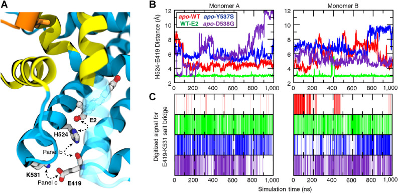 Figure 4. Ligand-mediated hydrogen-bonding network correlates to receptor activity. The stability of key interactions forming a ligand-mediated hydrogen-bond network was quantified from microsecond simulations. A, The network is initiated by the 17β-hydroxyl group of E2 and proceeds through His524:Nε hydrogen bond to the carbonyl of Glu419, terminating with a salt bridge formed between Lys531 and Glu419. B, The His524–Glu419 interaction was monitored by measuring the distance between His524:Nε (donor) and Glu419 carbonyl oxygen (acceptor), whereas (C) the presence of the terminal salt bridge between Glu419 and Lys531 was monitored by digitizing the signal based on geometric constraints.