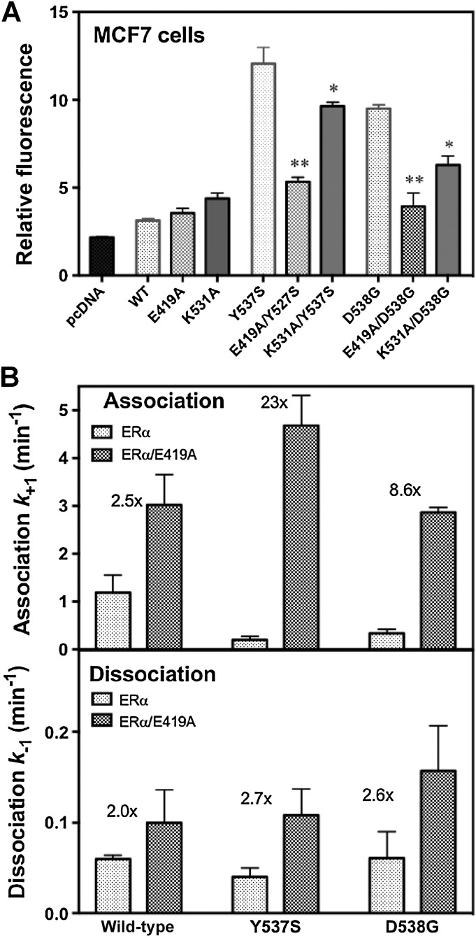 Figure 5. Ligand-binding kinetics and cellular activity of the ER. A, MCF-7 cells were transfected with plasmids for control, WT ERα and the eight indicated mutant ERs, as well as an ER-responsive luciferase plasmid, and constitutive transcriptional activity was monitored in the absence of added estrogen. The * indicates a significance of <0.05 and ** a significance <0.01. B, Ligand association and dissociation rates of the LBDs of WT, Y537S, and D538G ERα were monitored under pseudo first-order conditions using the fluorescent ligand, THC-ketone. Rate constants are shown in the presence of the Glu419–Lys531 salt bridge (gray bars) and in its absence due to the additional E419A (stippled bars). The fold increase in ligand association rate from removal of the salt bridge is indicated by the number above the bars for each receptor.