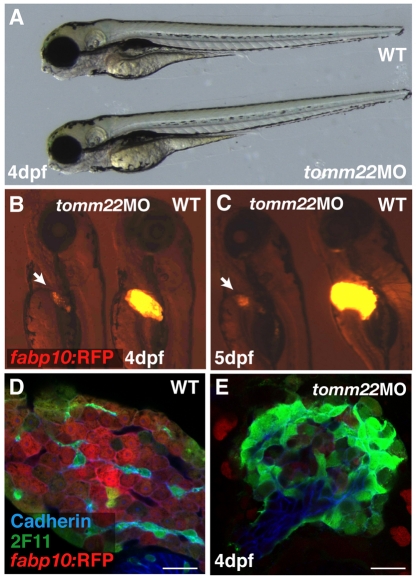 Fig. 3.