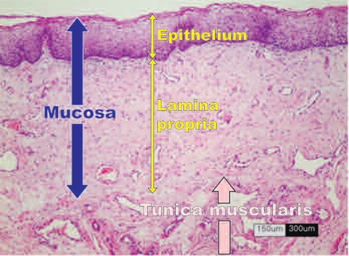 Fig. 5: