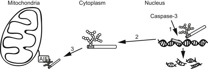 Figure 8