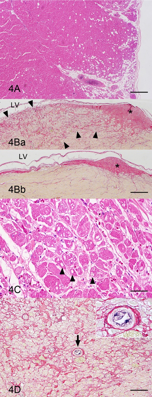 Fig. 4.