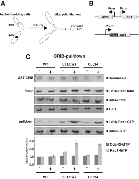 FIGURE 1: