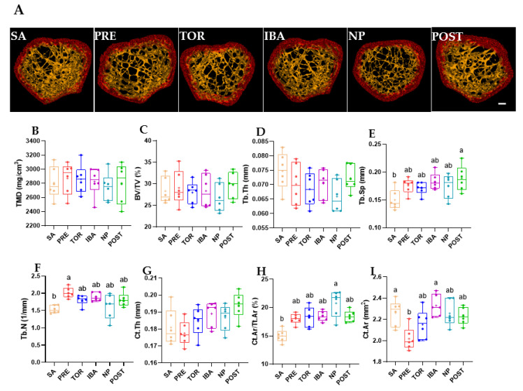 Remarkable Plasticity of Bone Iron Homeostasis in Hibernating Daurian ...