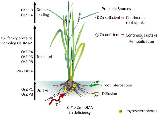 FIGURE 1