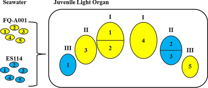 FIG 7