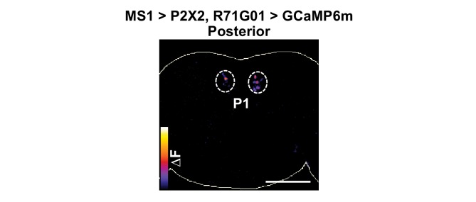 Figure 6—figure supplement 1.