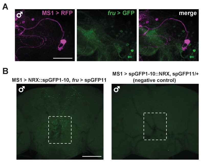 Figure 5—figure supplement 1.