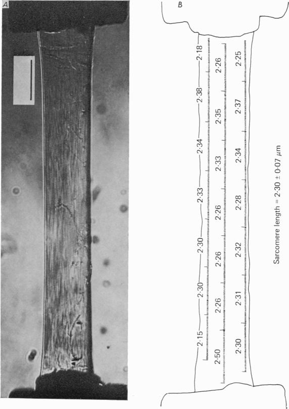 Plate 1