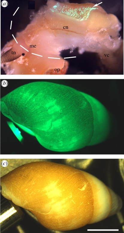 Figure 2.