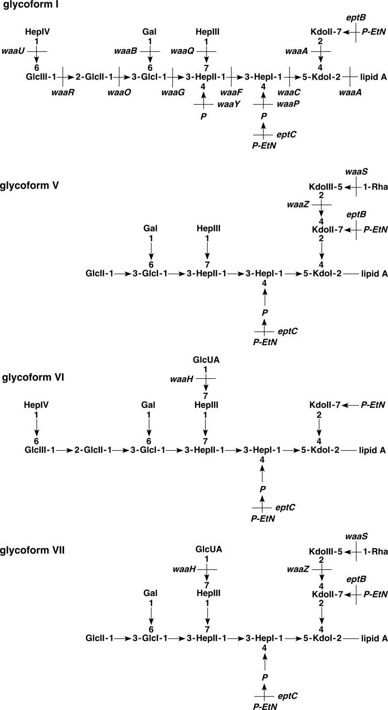 FIGURE 1.