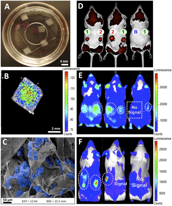 Fig. 6.