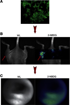 Fig. 4.