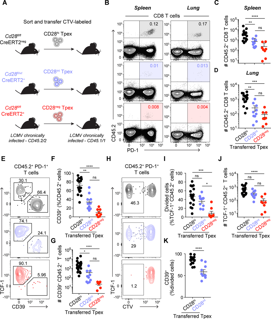 Sustained CD28 costimulation is required for self-renewal and ...