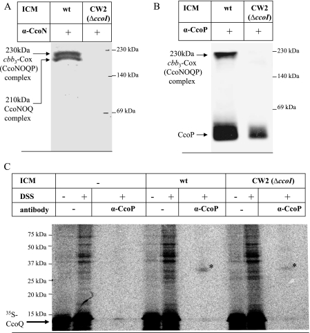 FIG. 5.