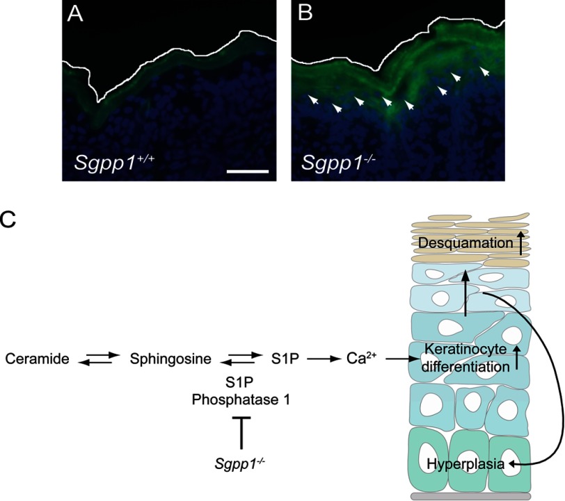 FIGURE 10.