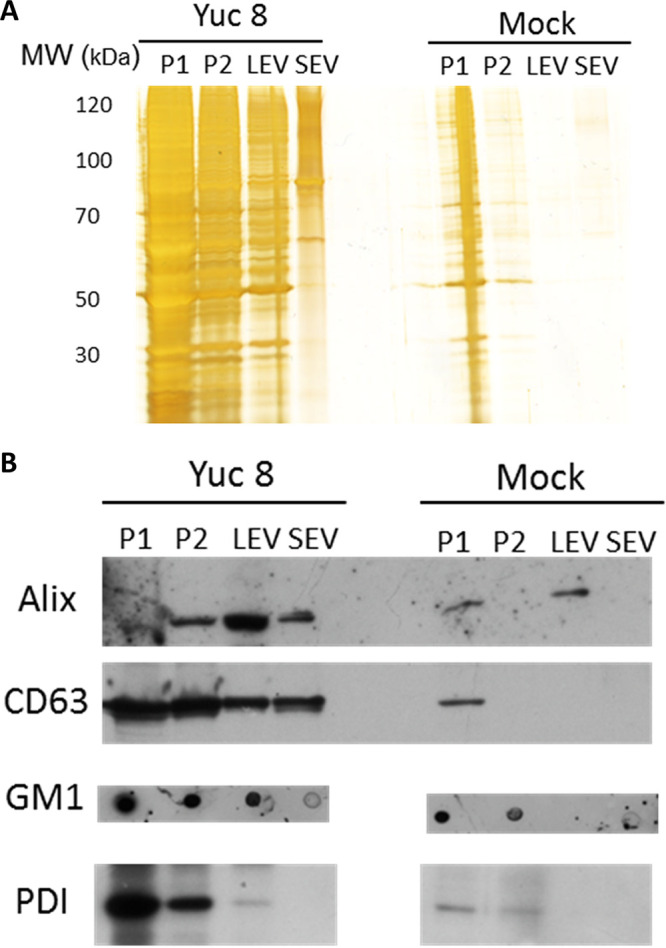 FIG 2