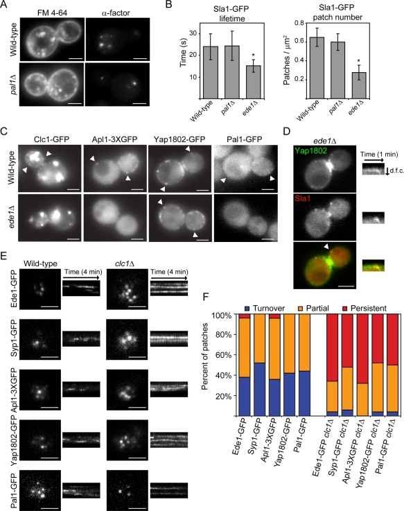 FIGURE 3: